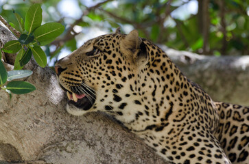 Léopard, Panthera pardus, Afrique de l'Est