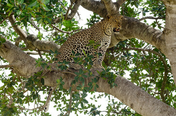 Léopard, Panthera pardus, Afrique de l'Est