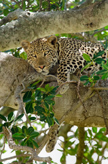 Léopard, Panthera pardus, Afrique de l'Est