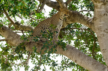 Léopard, Panthera pardus, Afrique de l'Est