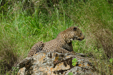 Léopard d'Afrique, Panthera pardus pardus, Afrique