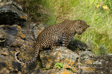 Léopard d'Afrique, Panthera pardus pardus, Afrique
