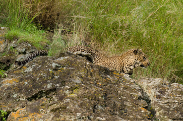 Léopard d'Afrique, Panthera pardus pardus, Afrique