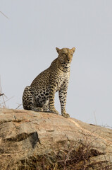 Léopard d'Afrique, Panthera pardus pardus, Afrique