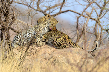 Léopard d'Afrique, Panthera pardus pardus, Afrique