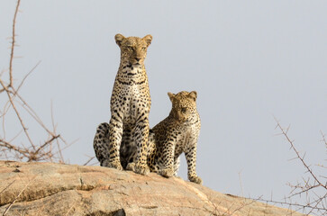 Léopard d'Afrique, Panthera pardus pardus, Afrique