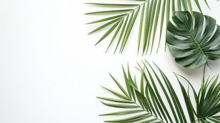 A palm leaf laid flat on a white background, symbolizing the essence of summer. Top view perspective.