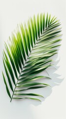 A palm leaf laid flat on a white background, symbolizing the essence of summer. Top view perspective.