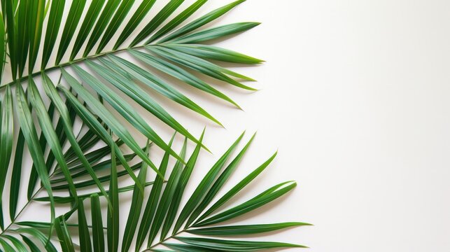 A palm leaf laid flat on a white background, symbolizing the essence of summer. Top view perspective. © vadymstock