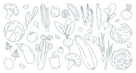 Set of vegetables and herbs in doodle style. Monochrome vector illustration. Vegetarian food, cabbage, zucchini, eggplant, carrots, tomatoes, cucumber, carrots, greens and others.