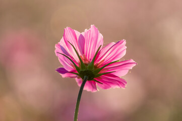 Obraz premium 秋の夕日を浴びて咲くピンクのコスモス