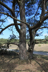Fototapeta na wymiar crooked trunk of a pine