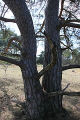 crooked trunk of a pine