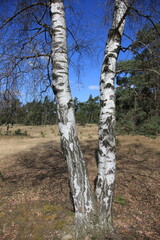 Fototapeta premium Trunks of birches against the backdrop of a pine forest
