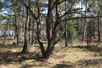 crooked trunk of a pine