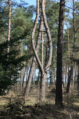 Pine forest in the Veluwe  National  Park