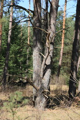 Nature in the Veluwe  National  Park