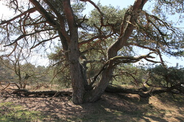 Fototapeta na wymiar pine in the Veluwe National Park