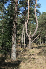 Fototapeta na wymiar Pine forest in the Veluwe National Park