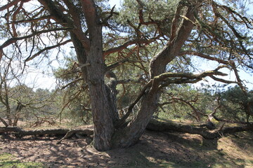 crooked trunk of a pine