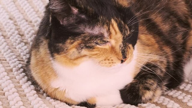 beautiful brown three colors adult domestic tortoiseshell cat with white breast dozing on bed in peaceful setting, looks around, concept caring, keeping four-legged pet