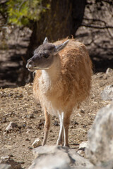 Llama chewing straw in the Spanish safari park Aitana on a winter morning.