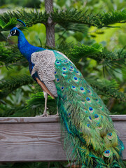 Naklejka premium Peacock with beautiful tail sits in outdoor park.