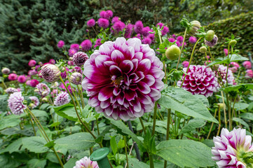 variegated purple and white Pompom Ball Dahlia Flower in bloom