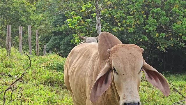 Terneros grandes pastando en finca