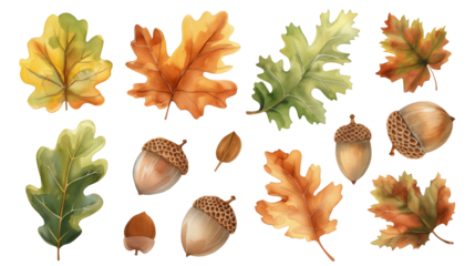 Set of autumn leaves and acorns on a transparent background. Watercolor illustration. Clipart PNG