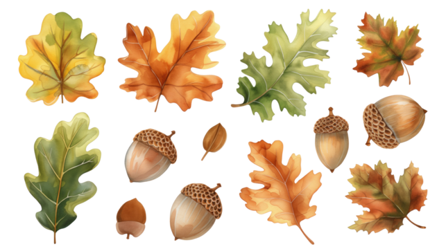 Set of autumn leaves and acorns on a transparent background. Watercolor illustration. Clipart PNG