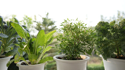 Growing Vegetables in white pots on the balcony home growth vegetables