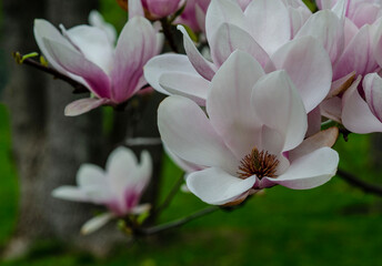 spring view of magnolia in luxurious bloom