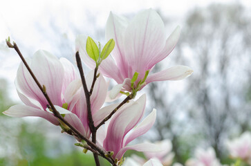 spring view of magnolia in luxurious bloom