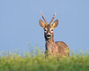 roedeer © Slobodan