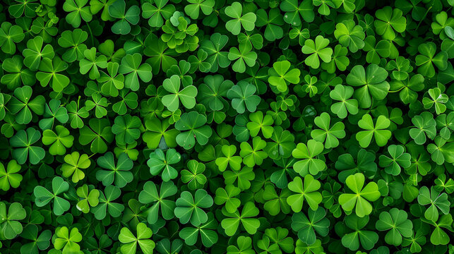 Three-leaf clover, green background, symbolizing good luck and the beauty of nature, captured in vibrant detail to highlight the simplicity and charm of this classic symbol. St.Patrick 's Day