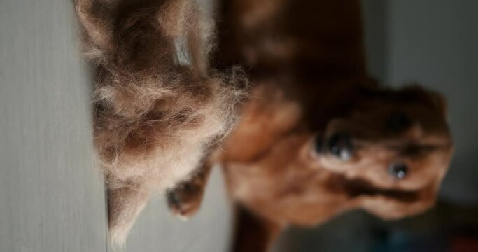 Vertical video of a Golden Retriever dog lies on the floor next to a pile of his fur. Seasonal shedding in dogs. Allergy to pet fur. Banner for a grooming salon. Combing dog hair and hair loss.