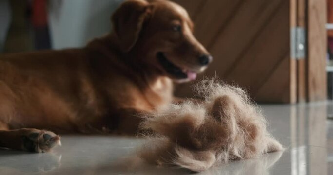 A Golden Retriever dog lies on the floor next to a pile of his fur. Seasonal shedding in dogs. Allergy to pet fur. Banner for a grooming salon. Combing dog hair and hair loss.