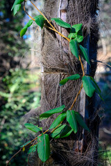 A close-up view of a plant twining around the hairy trunk of a palm tree in a tropical forest