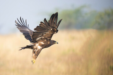 Steppe eagle taking a flight in forest