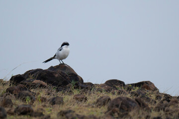 Southern Grey Shrike perched in natural forest habitat