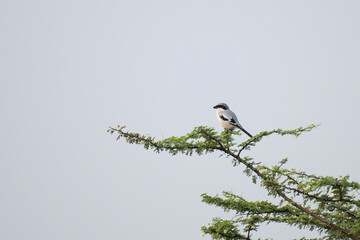Southern Grey Shrike perched in natural forest habitat