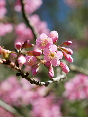 Sakura Blüte - Kirschblüte - Cherry Blossom Thailand Japan