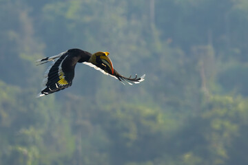 Great hornbill in flight in its natural forest habitat. Male Great hornbill
