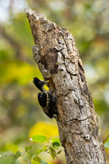 Heart Spotted woodpecker in the natural habitat