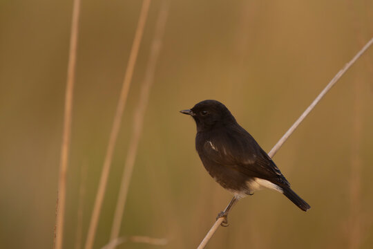 Pied Bush chat in the grassland forest