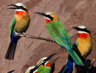 Whitefronted Bee-Eaters (Marops bullockoides) at the Chobe River in northern Botswana
