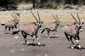 Gemsbok antelopes in Etosha National Park - Namibia