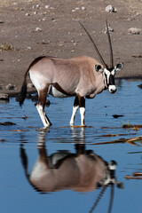Gemsbok antelope (Oryx) at a waterhole in Etosha, Namibia.
