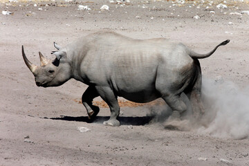 A rare and endangered Black Rhinoceros in Etosha National Park - Namibia